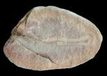 Archisymplectes Fossil Worm (Pos/Neg) - Mazon Creek #70576-2